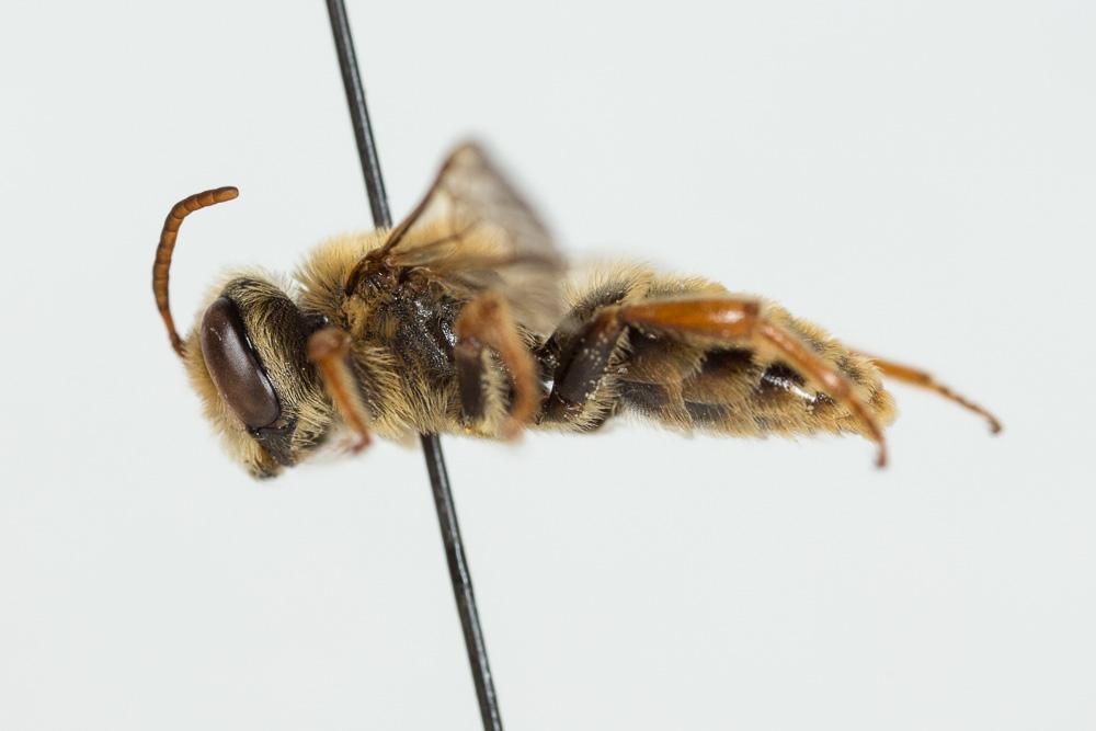 Andrena variabilis Smith, 1853