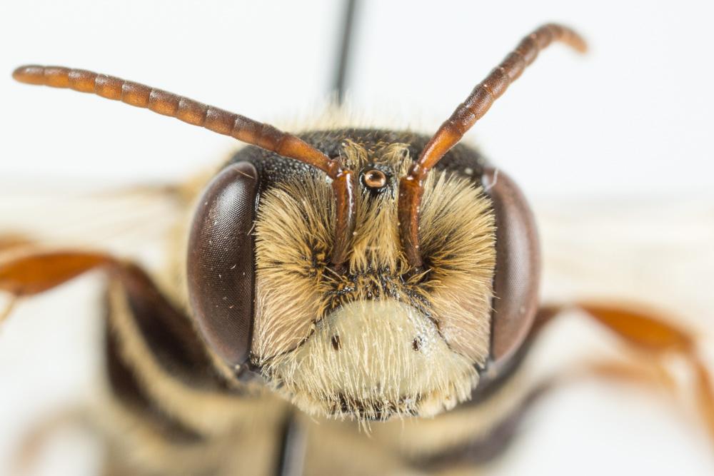 Andrena variabilis Smith, 1853