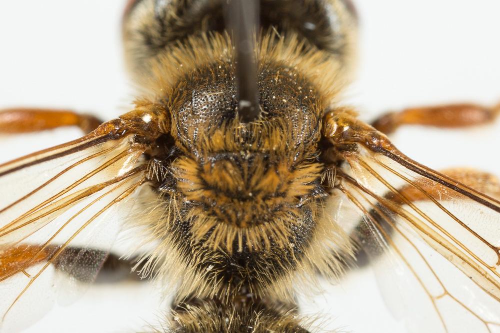  Andrena variabilis Smith, 1853