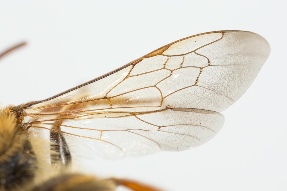 Andrena variabilis Smith, 1853