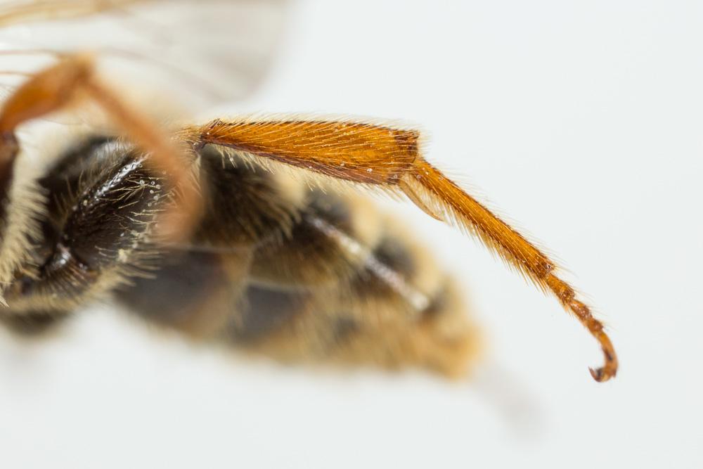  Andrena variabilis Smith, 1853