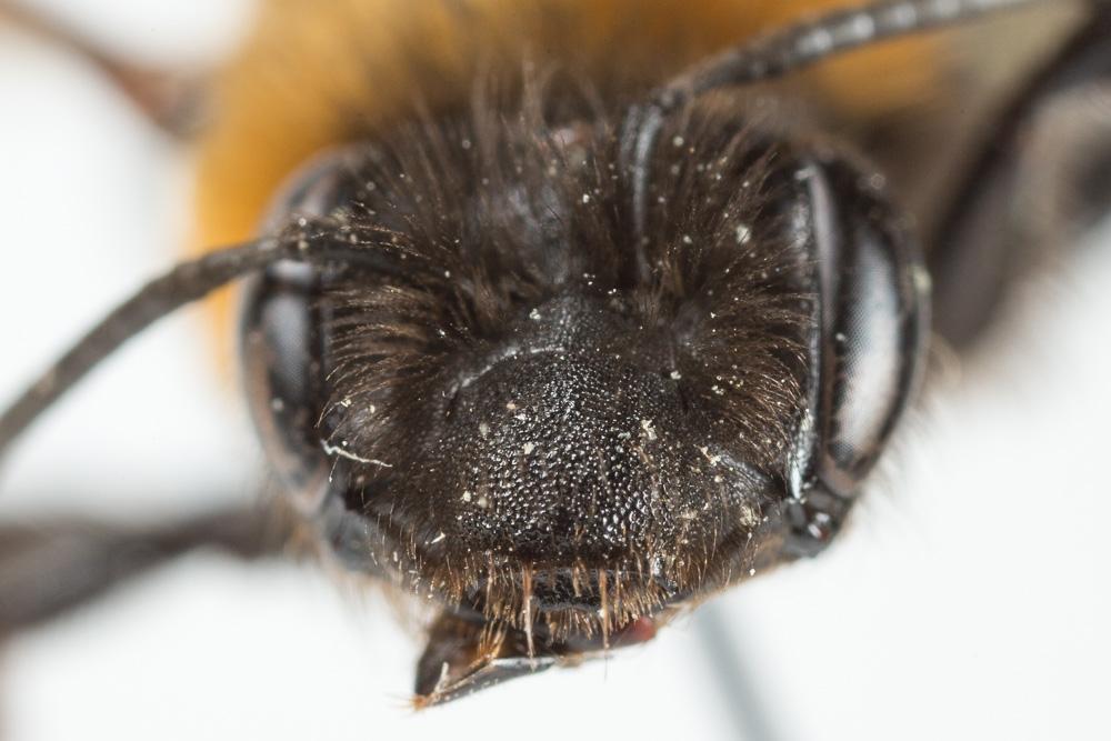  Andrena thoracica (Fabricius, 1775)