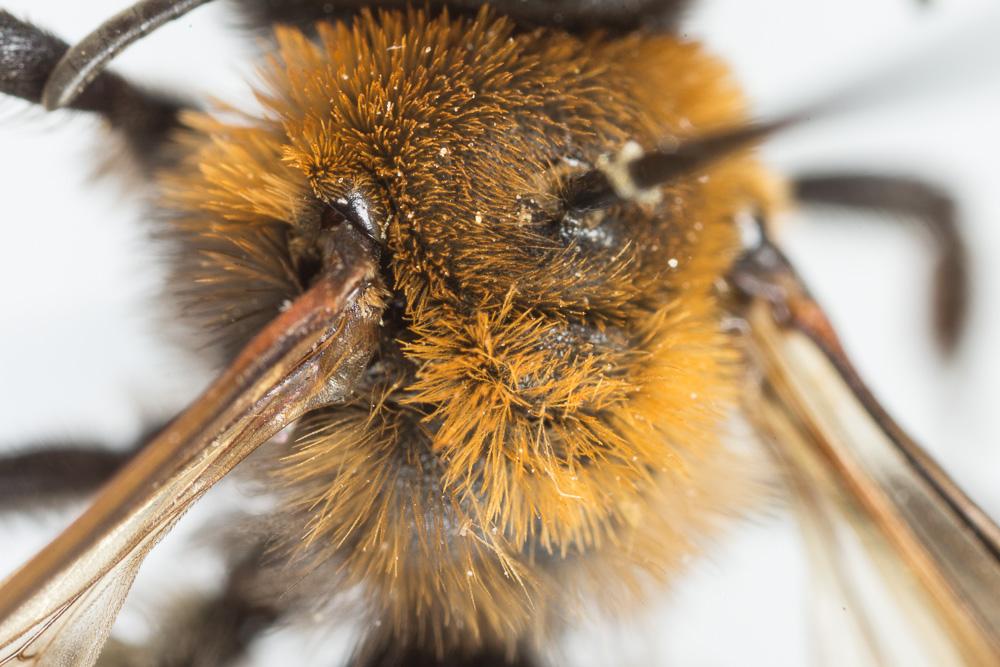  Andrena thoracica (Fabricius, 1775)