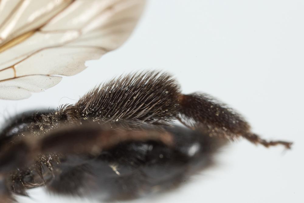 Andrena thoracica (Fabricius, 1775)