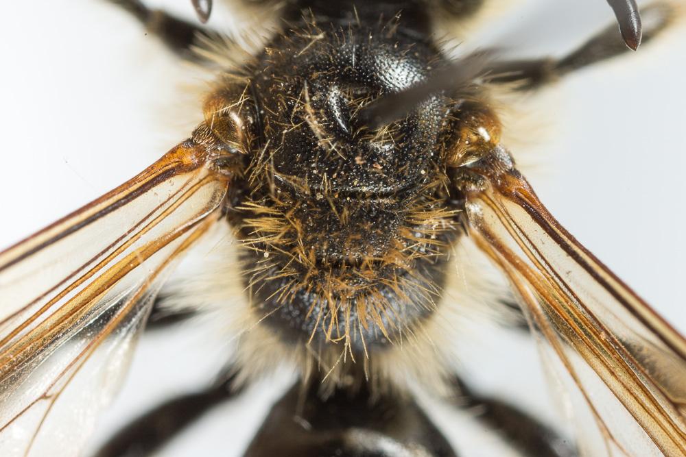 Andrène de la scabieuse Andrena hattorfiana (Fabricius, 1775)