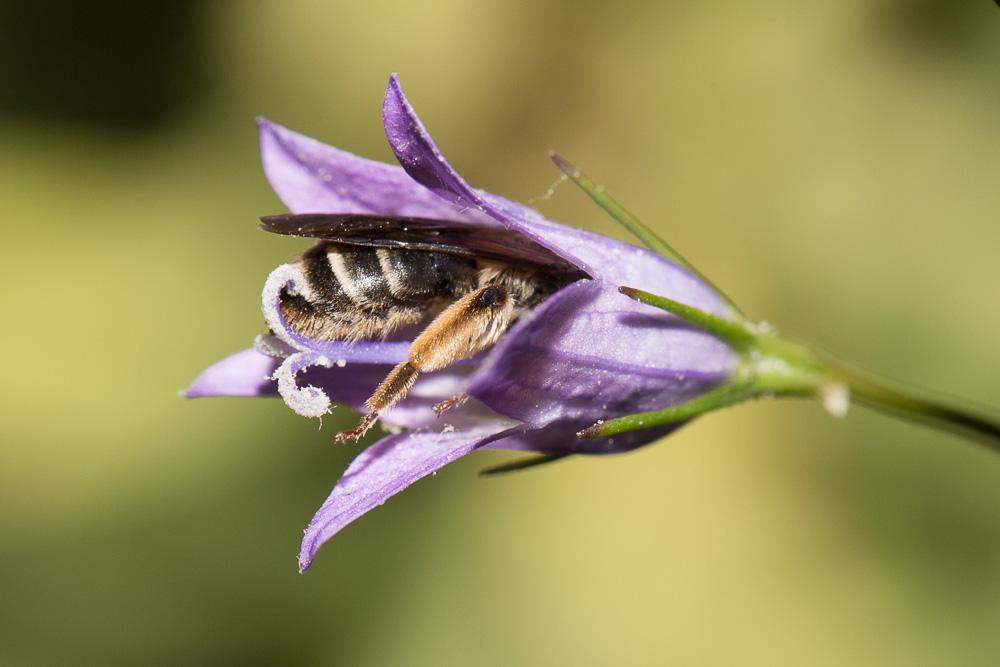 Andrena pandellei Pérez, 1895