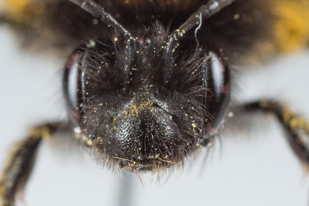 Andrena fulva (Müller, 1766)