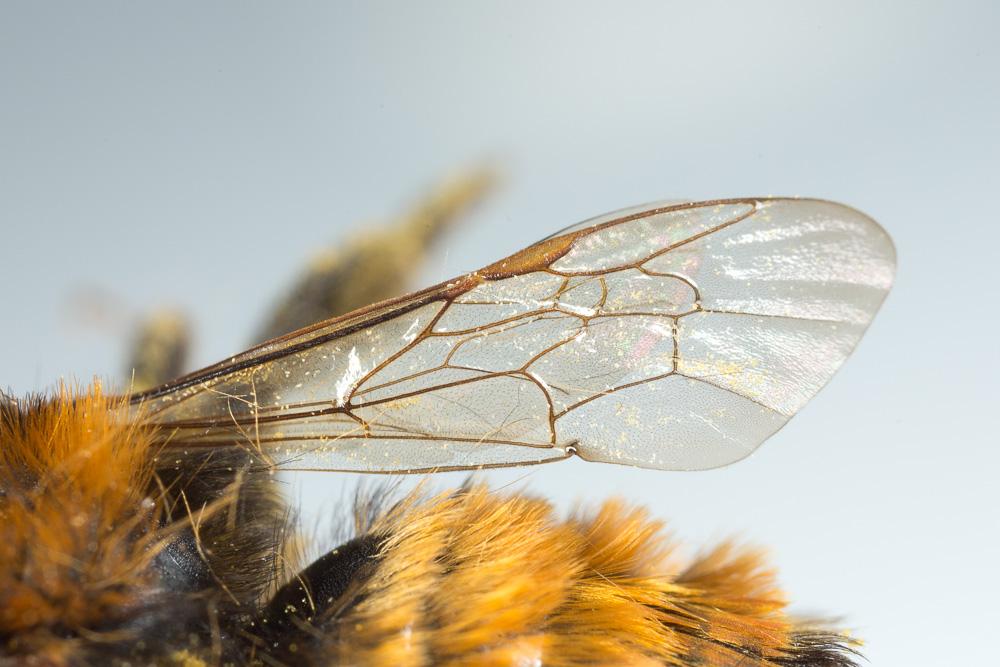 Andrena fulva (Müller, 1766)