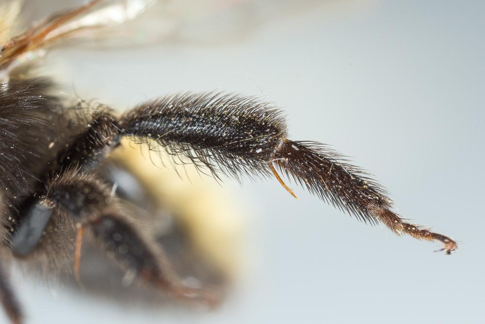 Andrena fulva (Müller, 1766)