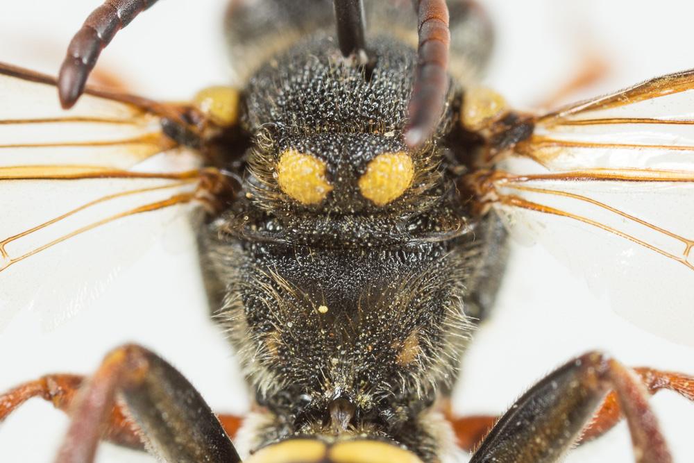  Nomada melathoracica Imhoff, 1834