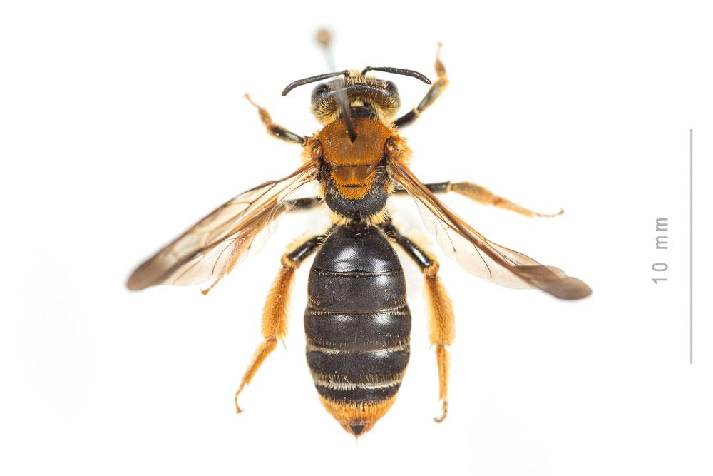 Andrena limbata Eversmann, 1852