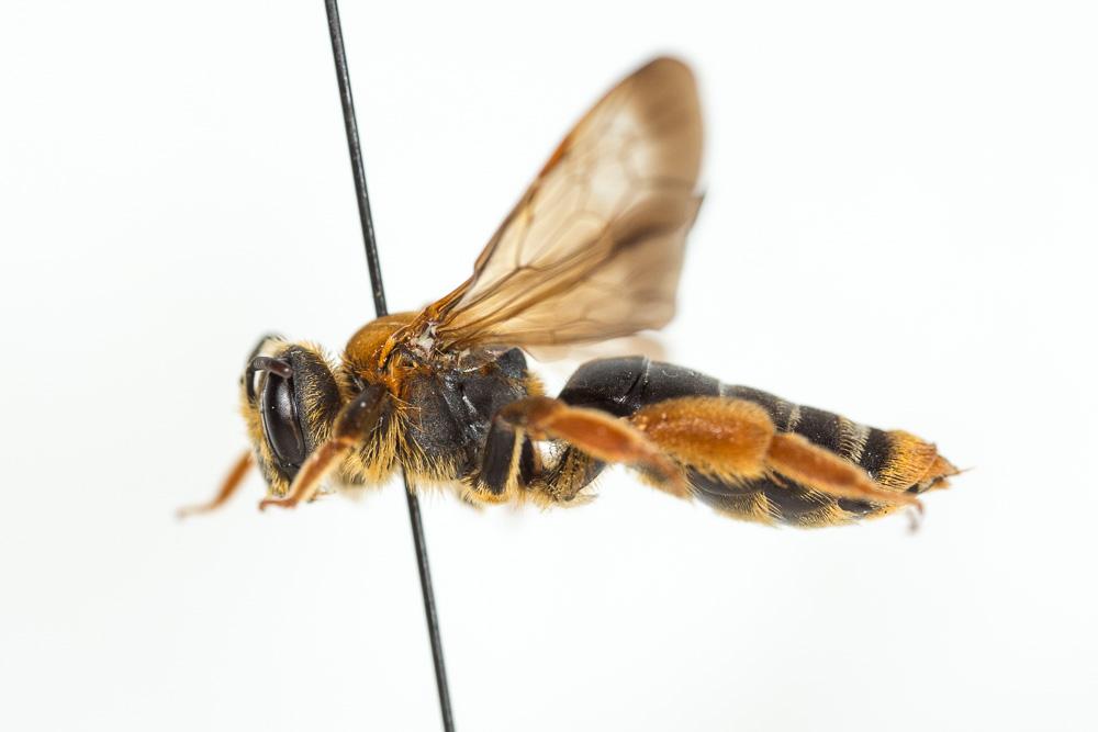 Andrena limbata Eversmann, 1852