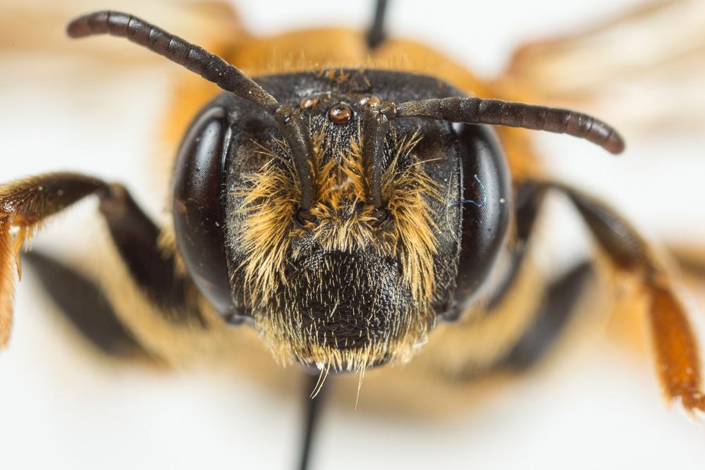  Andrena limbata Eversmann, 1852
