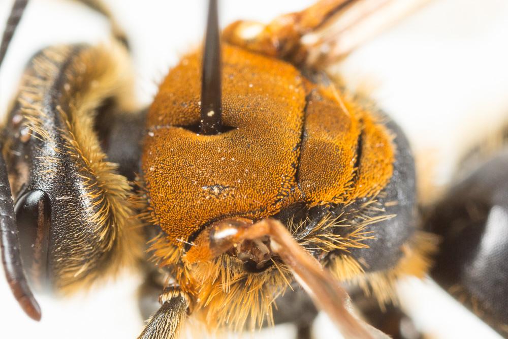 Andrena limbata Eversmann, 1852