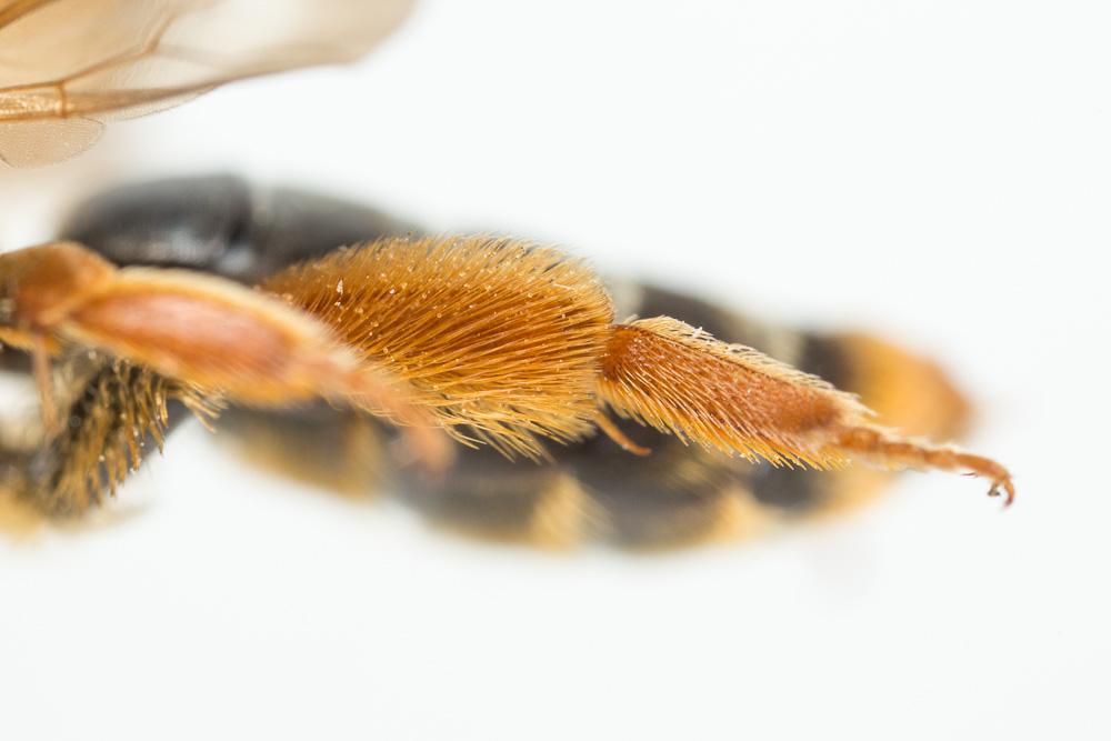 Andrena limbata Eversmann, 1852