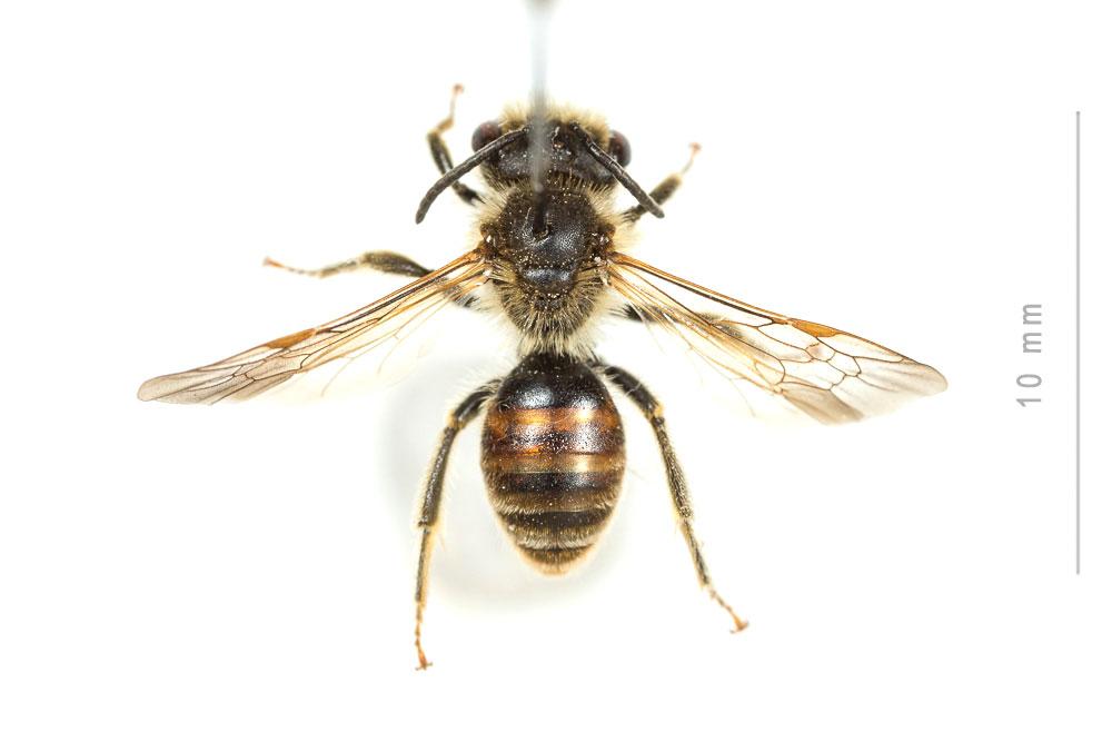  Andrena schencki Morawitz, 1866