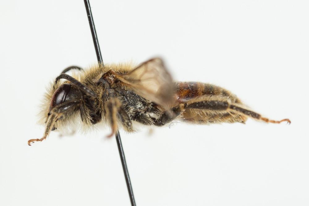  Andrena schencki Morawitz, 1866