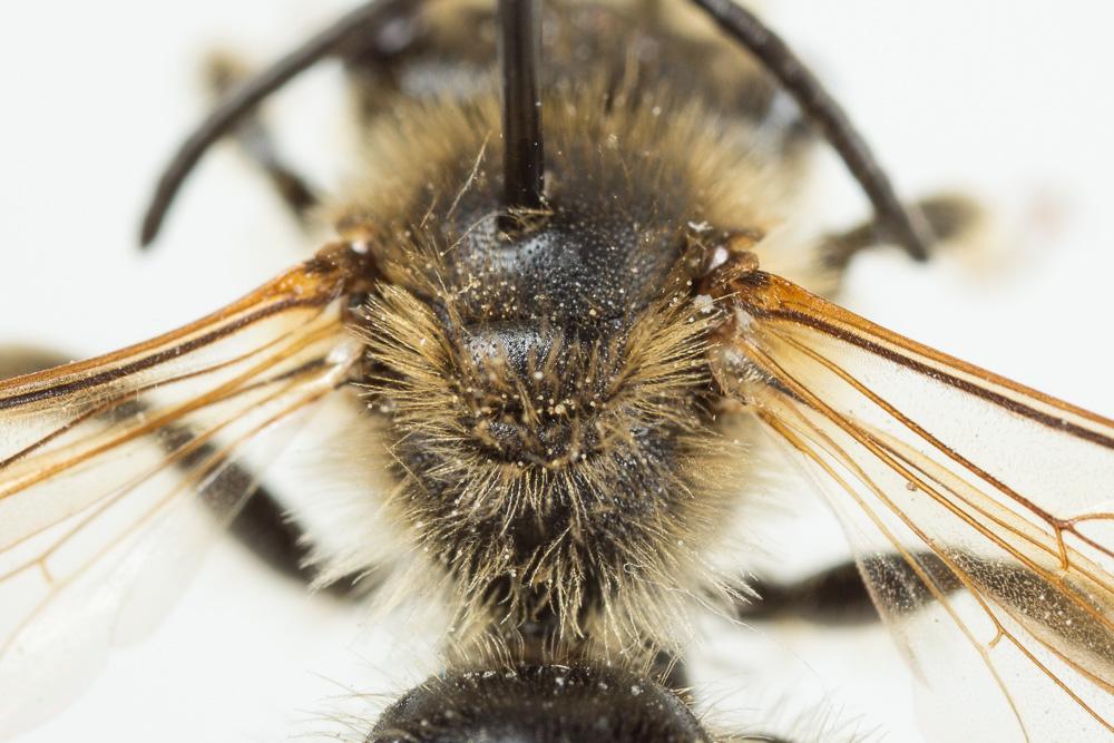 Andrena schencki Morawitz, 1866
