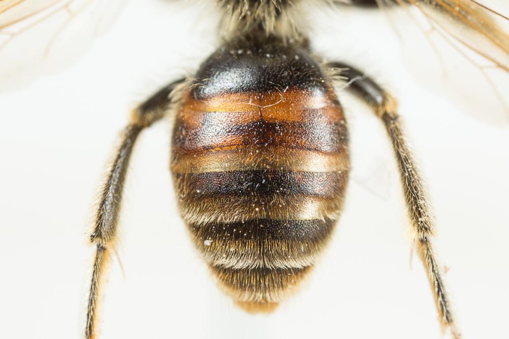 Andrena schencki Morawitz, 1866