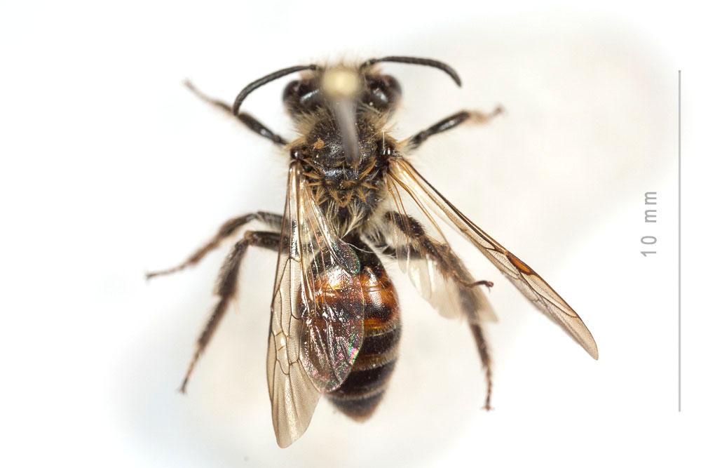  Andrena florea Fabricius, 1793