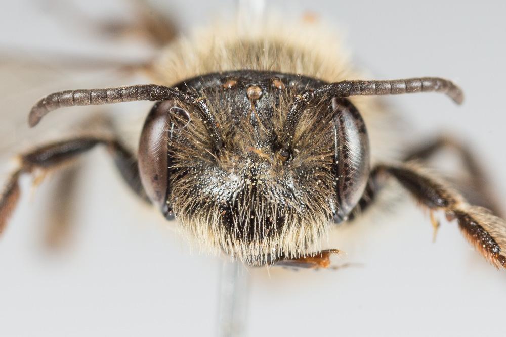 Andrena florea Fabricius, 1793