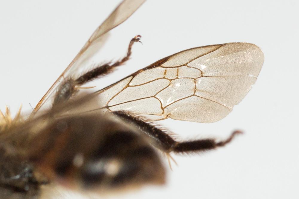 Andrena florea Fabricius, 1793