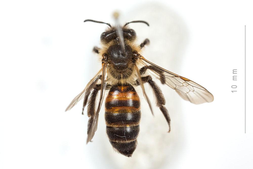 Andrena florea Fabricius, 1793
