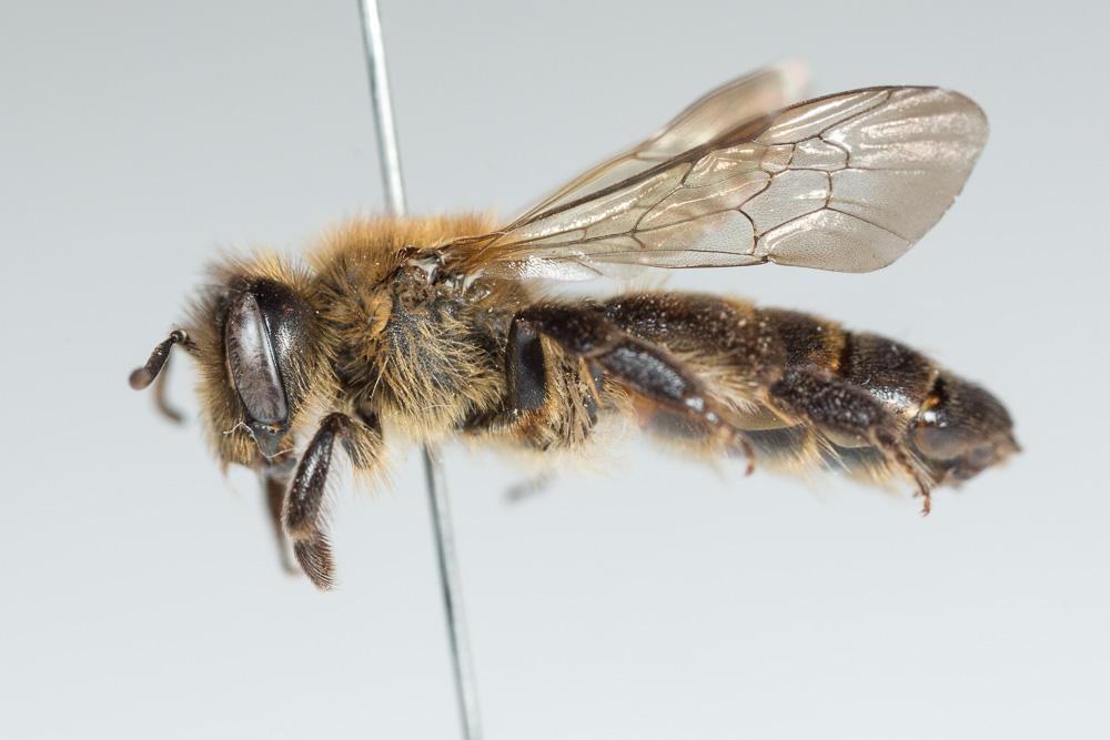 Andrena florea Fabricius, 1793