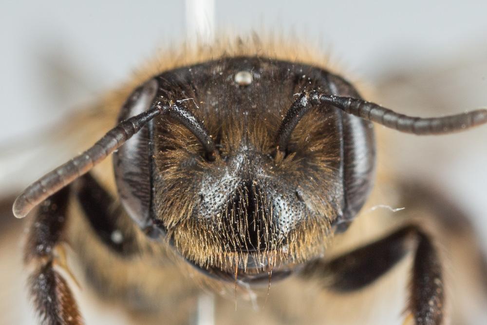 Andrena florea Fabricius, 1793