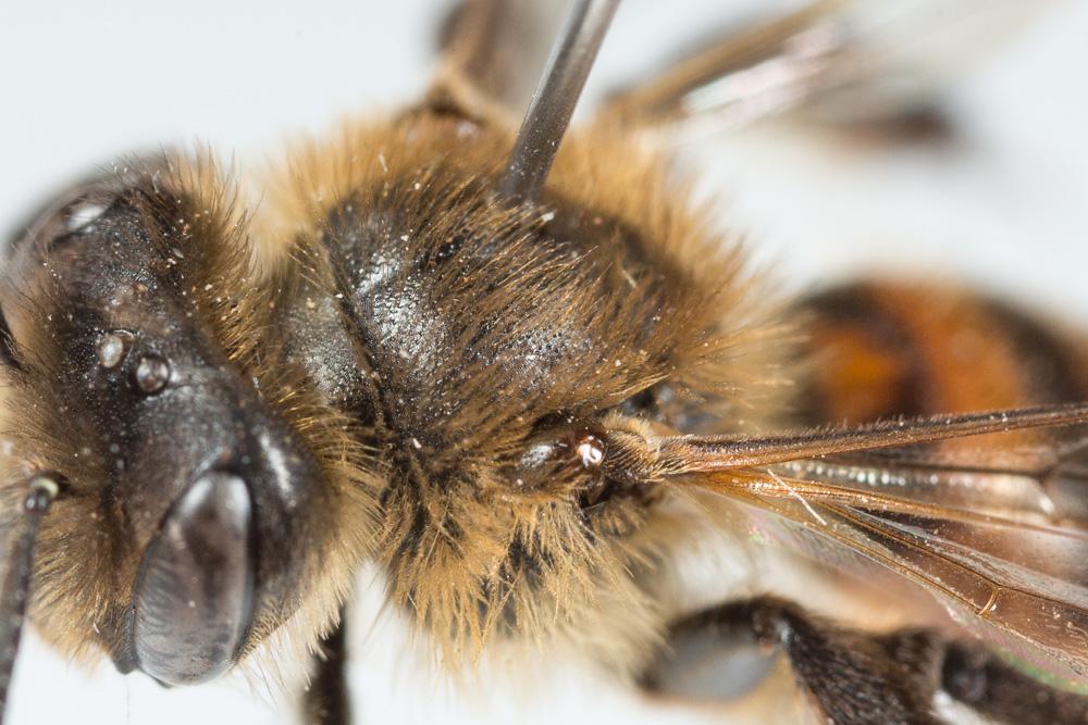 Andrena florea Fabricius, 1793