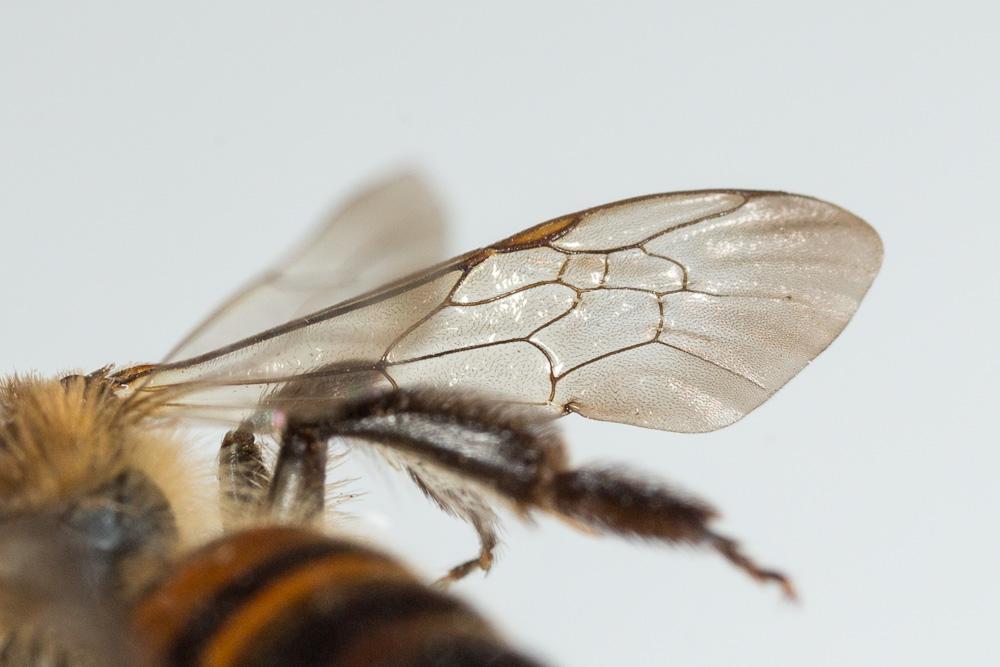 Le  Andrena florea Fabricius, 1793