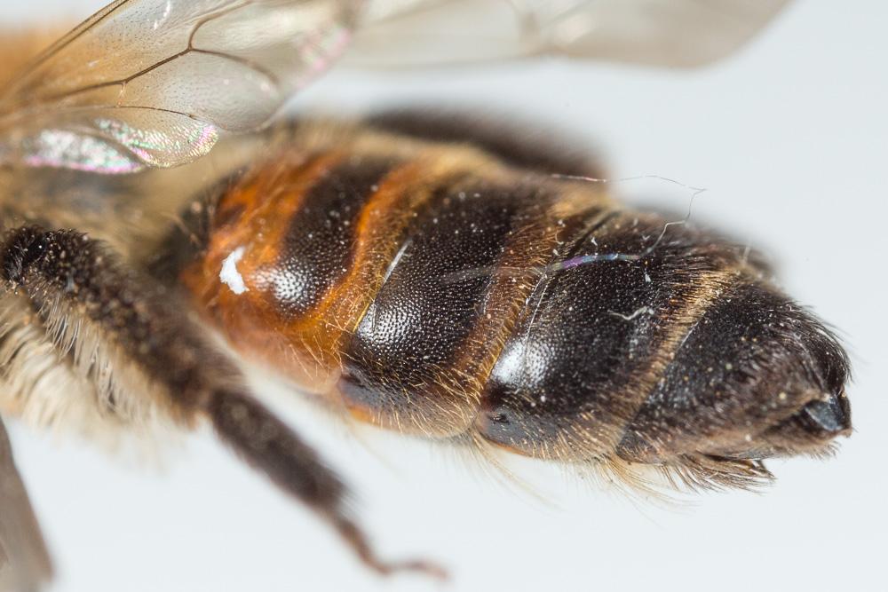 Andrena florea Fabricius, 1793