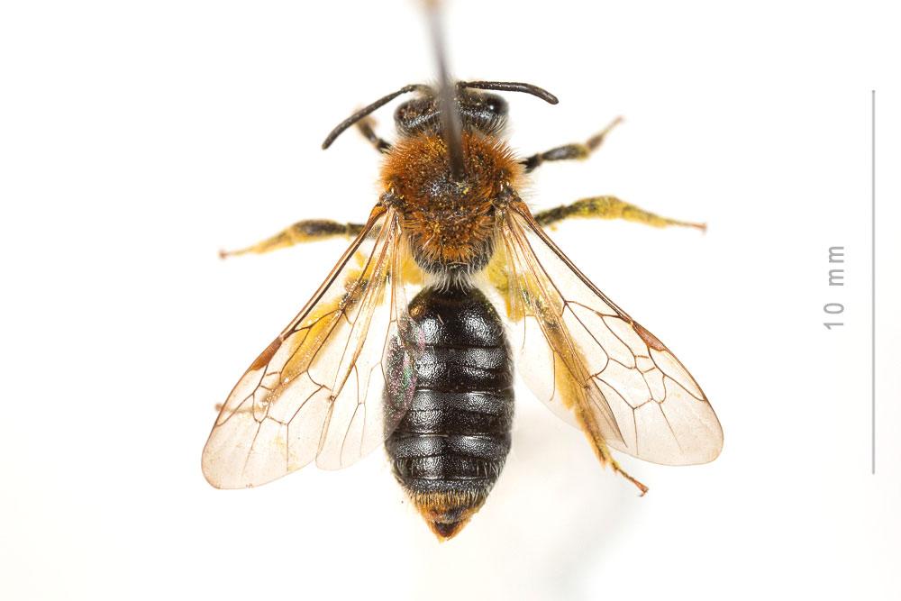  Andrena haemorrhoa (Fabricius, 1781)