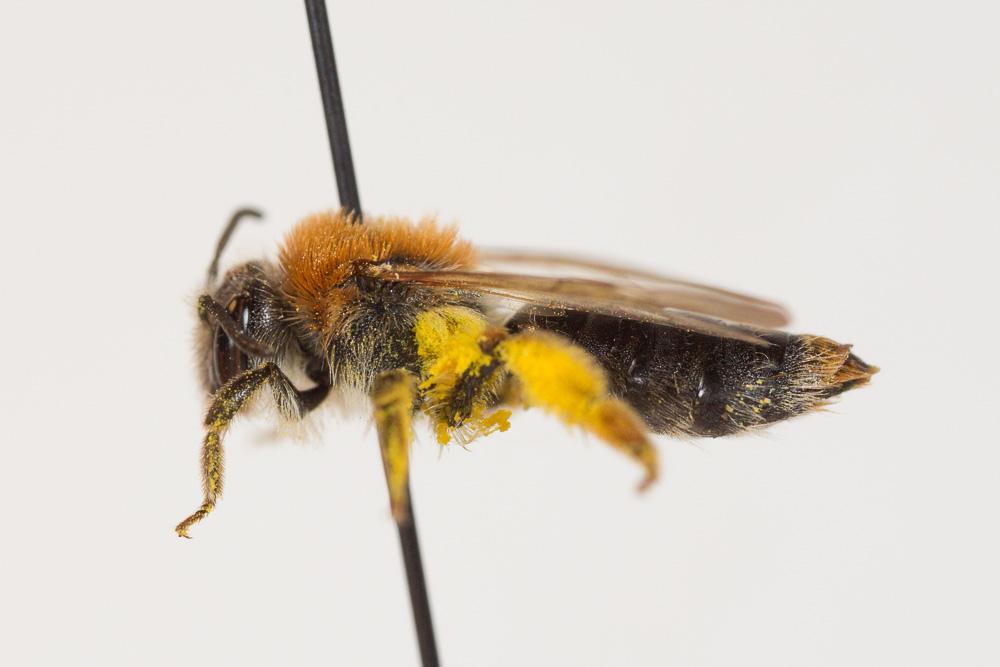 Andrena haemorrhoa (Fabricius, 1781)