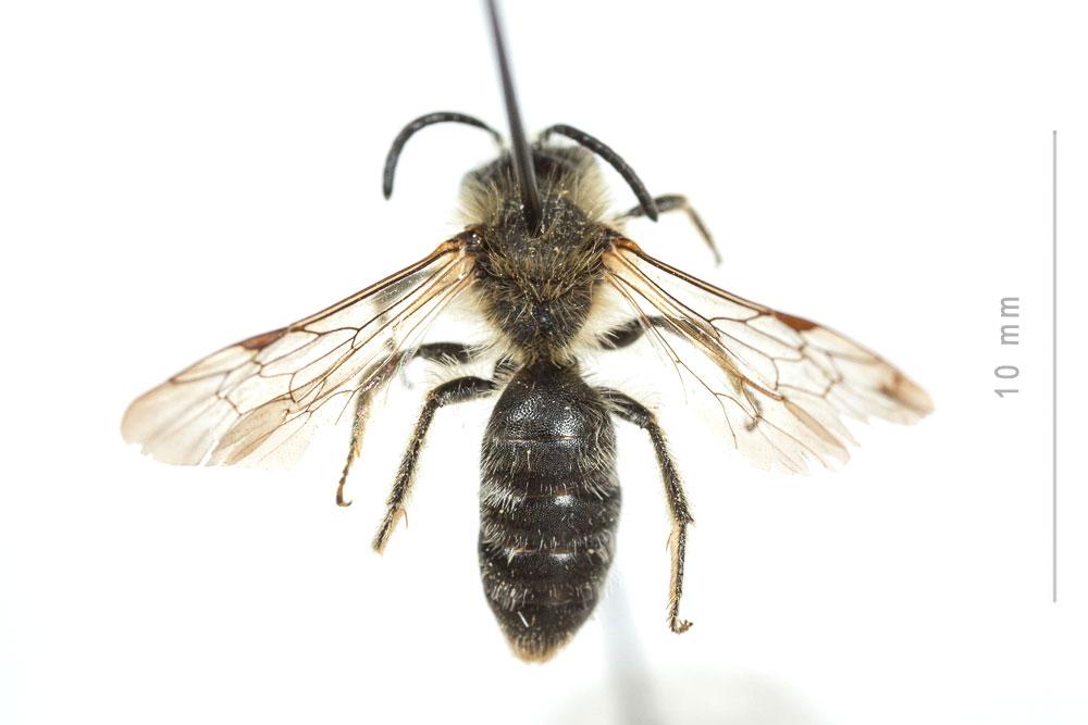 Andrena lagopus Latreille, 1809