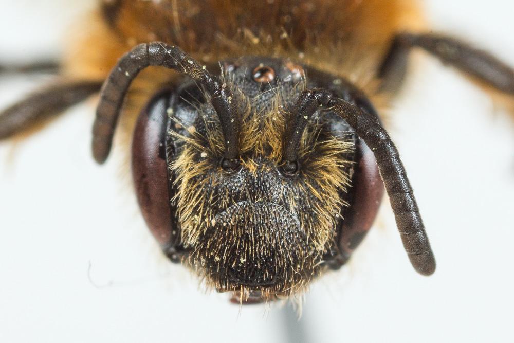  Andrena lagopus Latreille, 1809