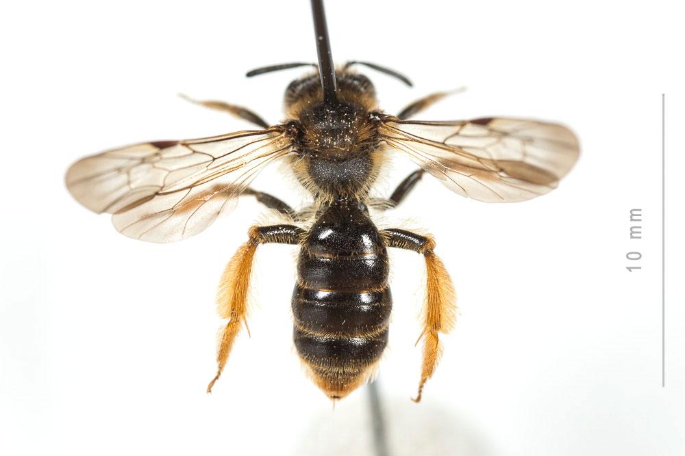  Andrena fulvago (Christ, 1791)
