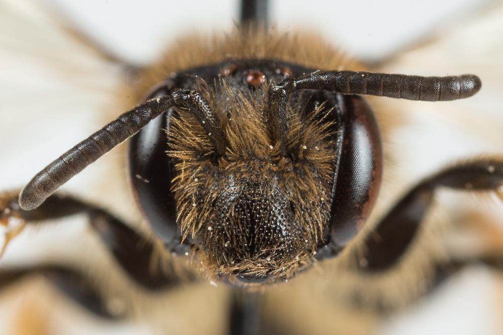 Andrena fulvago (Christ, 1791)