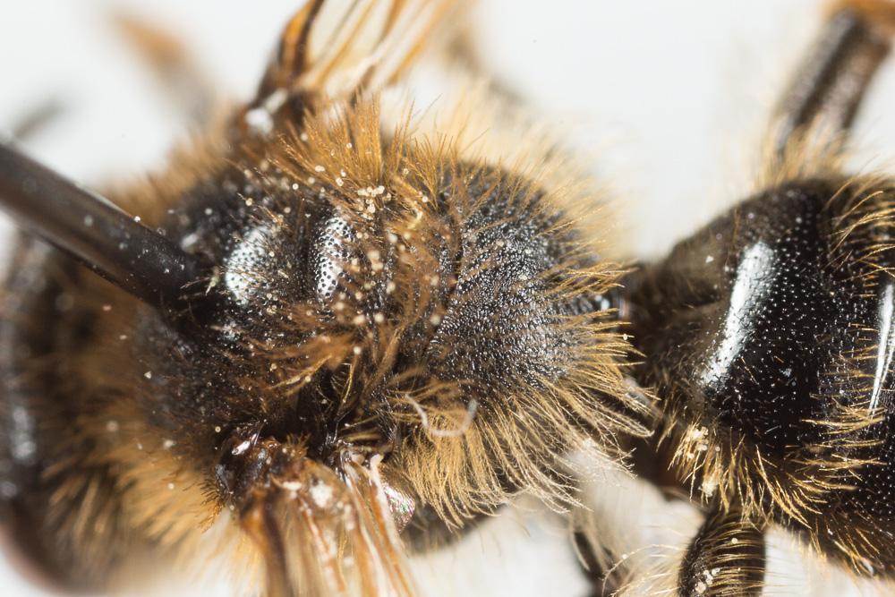 Andrena fulvago (Christ, 1791)