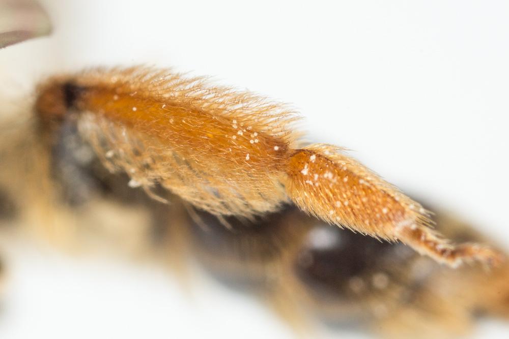 Andrena fulvago (Christ, 1791)