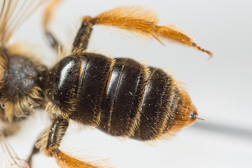  Andrena fulvago (Christ, 1791)
