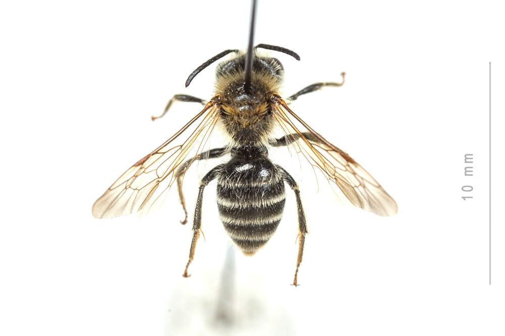 Andrena flavilabris Schenck, 1874
