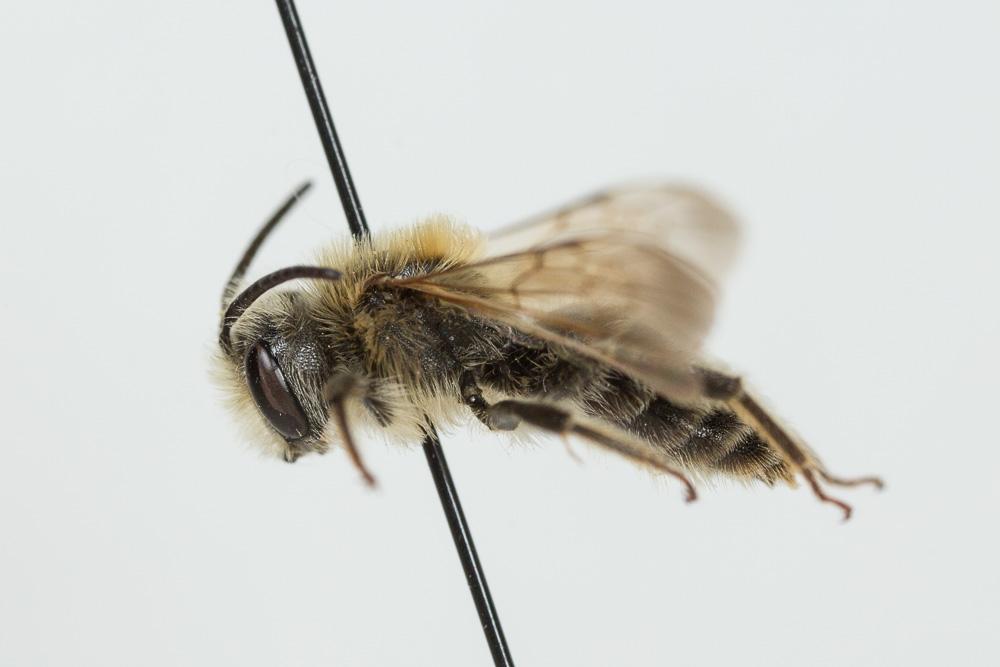 Andrena flavilabris Schenck, 1874