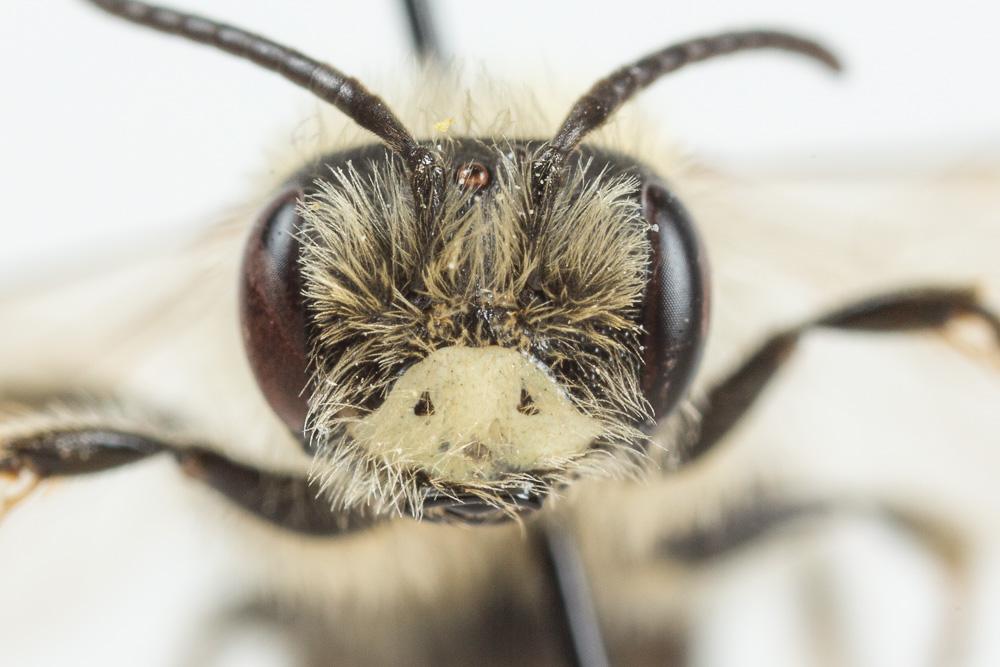 Andrena flavilabris Schenck, 1874