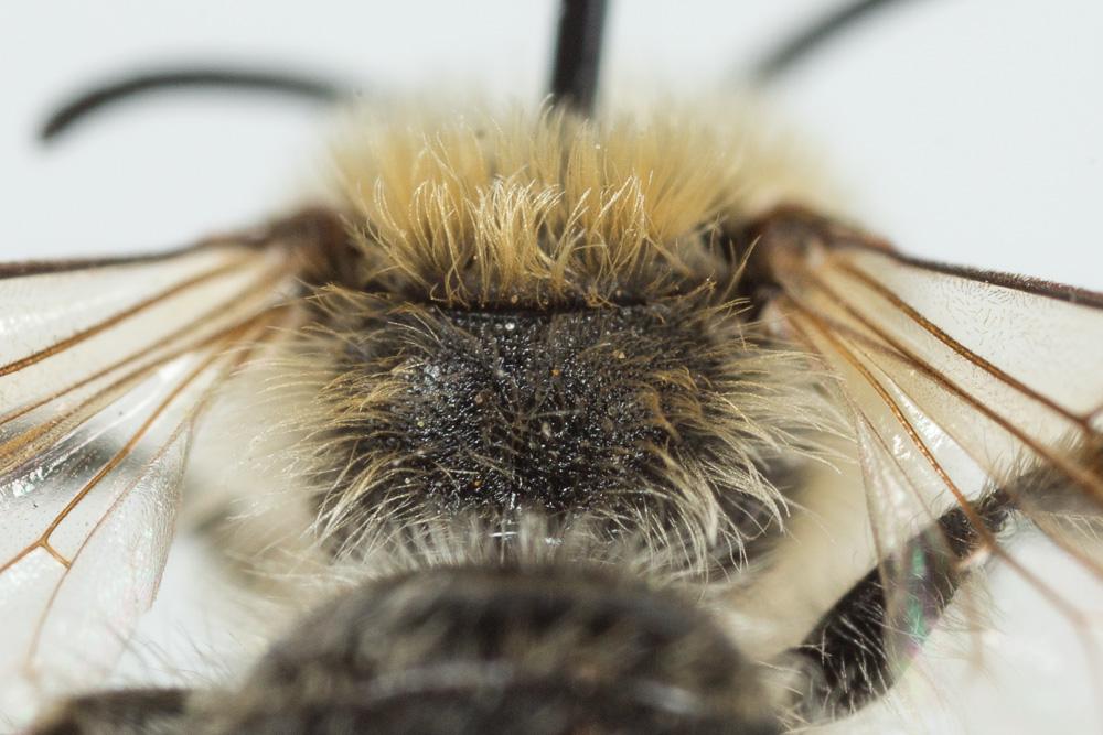 Andrena flavilabris Schenck, 1874