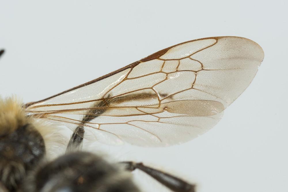 Andrena flavilabris Schenck, 1874