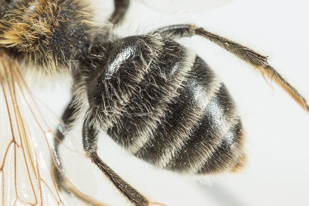 Andrena flavilabris Schenck, 1874