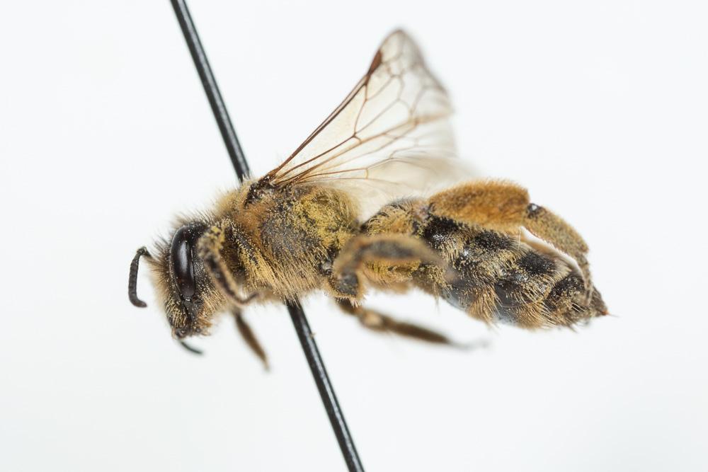 Andrena flavipes Panzer, 1799