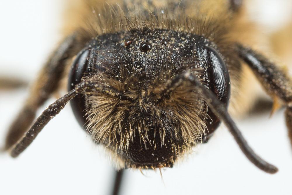 Andrena flavipes Panzer, 1799