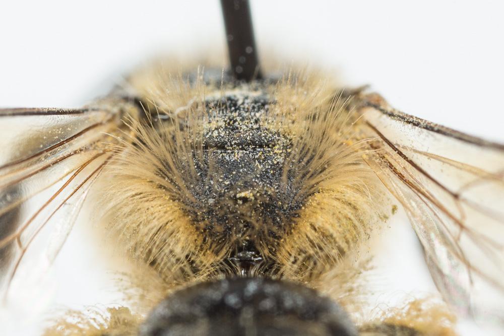 Andrena flavipes Panzer, 1799